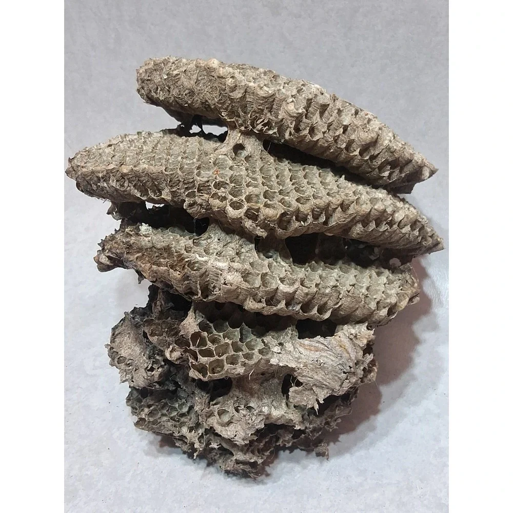 Empty Dried Hornet / Wasp Nest 6 Layers Educational Decoration Taxidermy BEE